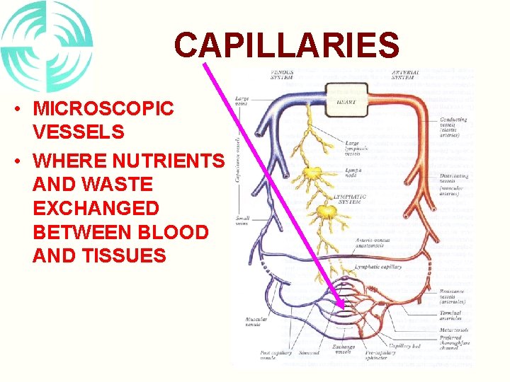 CAPILLARIES • MICROSCOPIC VESSELS • WHERE NUTRIENTS AND WASTE EXCHANGED BETWEEN BLOOD AND TISSUES