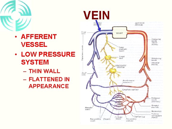 VEIN • AFFERENT VESSEL • LOW PRESSURE SYSTEM – THIN WALL – FLATTENED IN