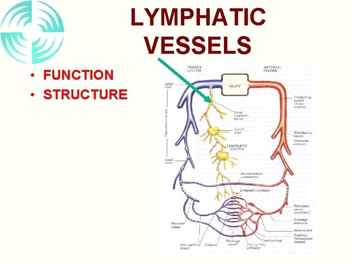 LYMPHATIC VESSELS • FUNCTION • STRUCTURE 