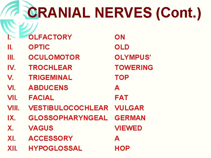 CRANIAL NERVES (Cont. ) I. III. IV. V. VIII. IX. X. XII. OLFACTORY OPTIC