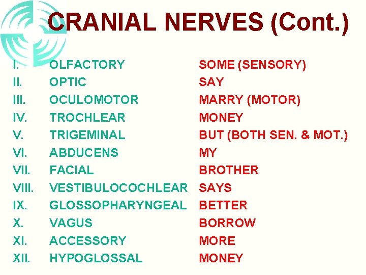 CRANIAL NERVES (Cont. ) I. III. IV. V. VIII. IX. X. XII. OLFACTORY OPTIC