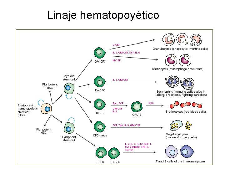 Linaje hematopoyético Linaje hematopoyético