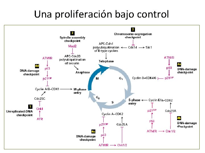 Una proliferación bajo control Una proliferación bajo control