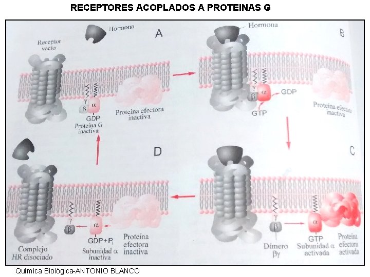 RECEPTORES ACOPLADOS A PROTEINAS G Química Biológica-ANTONIO BLANCO RECEPTORES ACOPLADOS A PROTEINAS G Química Biológica-ANTONIO BLANCO