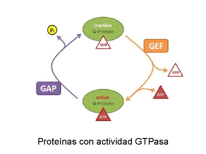 Proteínas con actividad GTPasa Proteínas con actividad GTPasa