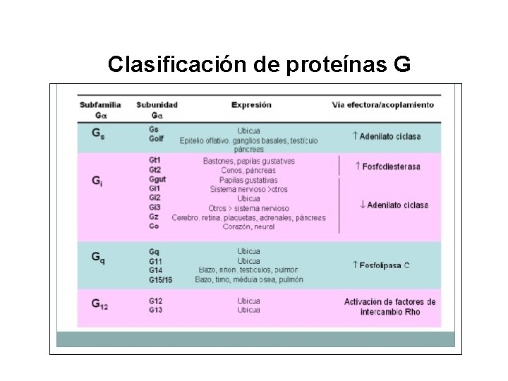 Clasificación de proteínas G Clasificación de proteínas G