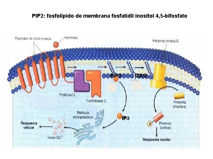 PIP 2: fosfolípido de membrana fosfatidil inositol 4, 5 -bifosfato FIP 2 DAG IP PIP 2: fosfolípido de membrana fosfatidil inositol 4, 5 -bifosfato FIP 2 DAG IP