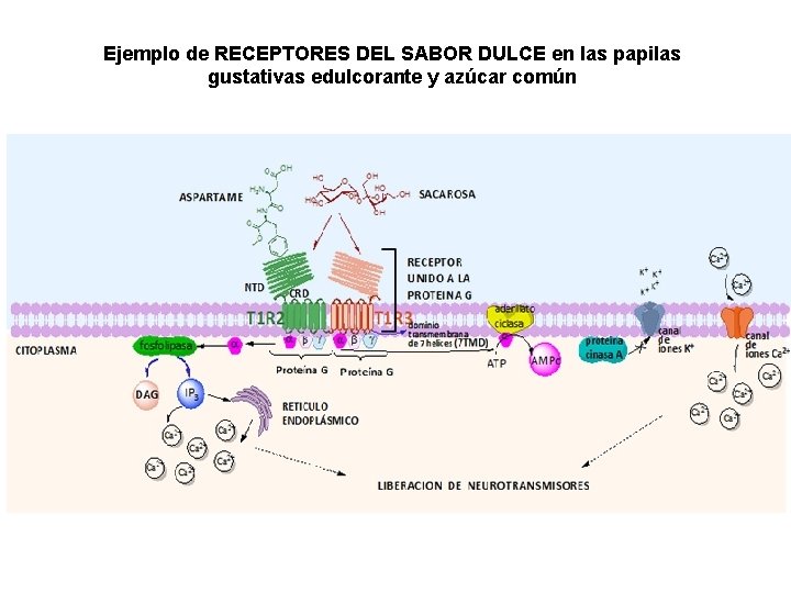 Ejemplo de RECEPTORES DEL SABOR DULCE en las papilas gustativas edulcorante y azúcar común Ejemplo de RECEPTORES DEL SABOR DULCE en las papilas gustativas edulcorante y azúcar común