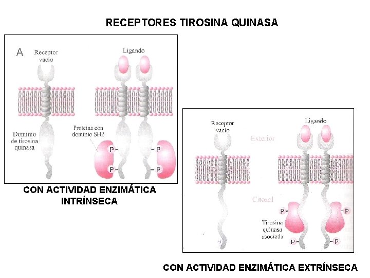 RECEPTORES TIROSINA QUINASA CON ACTIVIDAD ENZIMÁTICA INTRÍNSECA CON ACTIVIDAD ENZIMÁTICA EXTRÍNSECA RECEPTORES TIROSINA QUINASA CON ACTIVIDAD ENZIMÁTICA INTRÍNSECA CON ACTIVIDAD ENZIMÁTICA EXTRÍNSECA