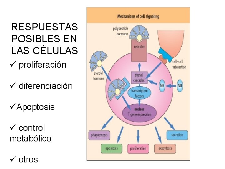 RESPUESTAS POSIBLES EN LAS CÉLULAS ü proliferación ü diferenciación üApoptosis ü control metabólico ü RESPUESTAS POSIBLES EN LAS CÉLULAS ü proliferación ü diferenciación üApoptosis ü control metabólico ü