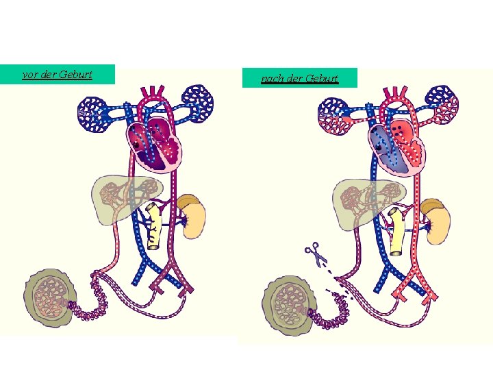 vor der Geburt nach der Geburt 