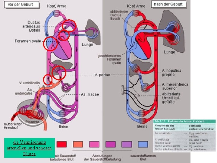 die Vermischung arteriellen und venösen Blutes 