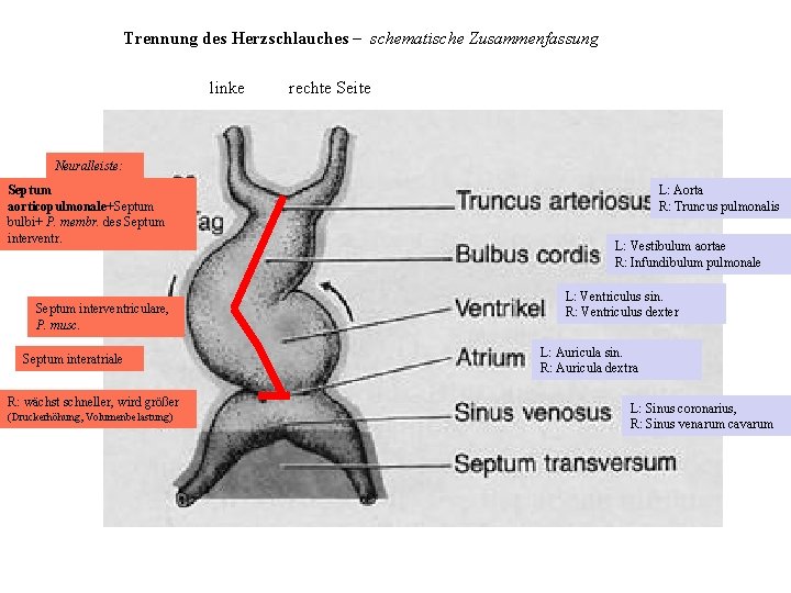 Trennung des Herzschlauches – schematische Zusammenfassung linke rechte Seite Neuralleiste: Septum aorticopulmonale+Septum bulbi+ P.