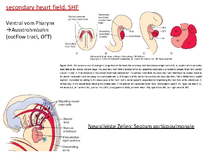 secondary heart field, SHF Ventral vom Pharynx Ausstrohmbahn (outflow tract, OFT) Neuralleiste Zellen: Septum