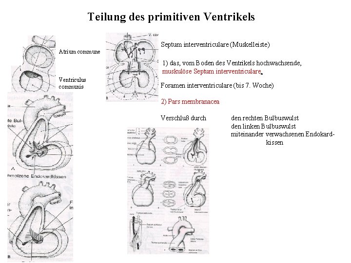 Teilung des primitiven Ventrikels Septum interventriculare (Muskelleiste) Atrium commune 1) das, vom Boden des