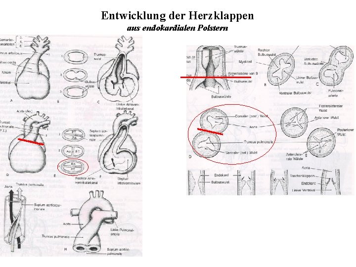 Entwicklung der Herzklappen aus endokardialen Polstern 