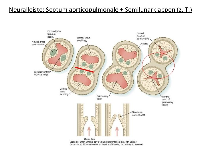 Neuralleiste: Septum aorticopulmonale + Semilunarklappen (z. T. ) 