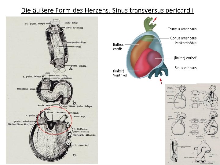 Die äußere Form des Herzens. Sinus transversus pericardii 
