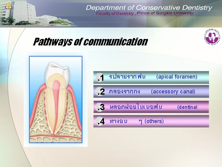 Faculty of Dentistry , Pathways of communication. 1 รปลายรากฟน (apical foramen). 2 คลองรากกง (accessory