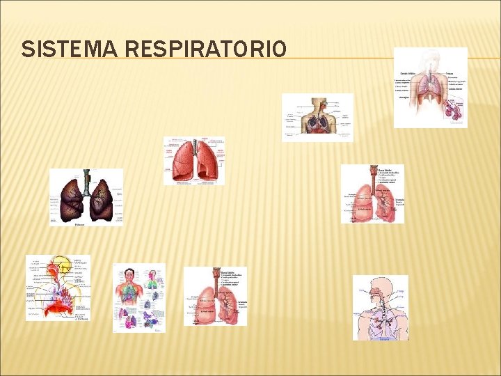 SISTEMA RESPIRATORIO 