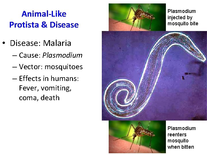 Animal-Like Protista & Disease • Disease: Malaria – Cause: Plasmodium – Vector: mosquitoes –