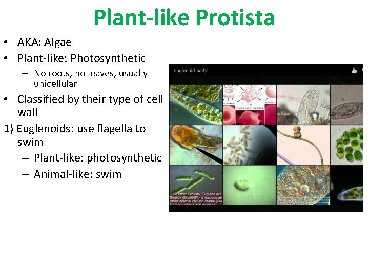 Plant-like Protista • AKA: Algae • Plant-like: Photosynthetic – No roots, no leaves, usually