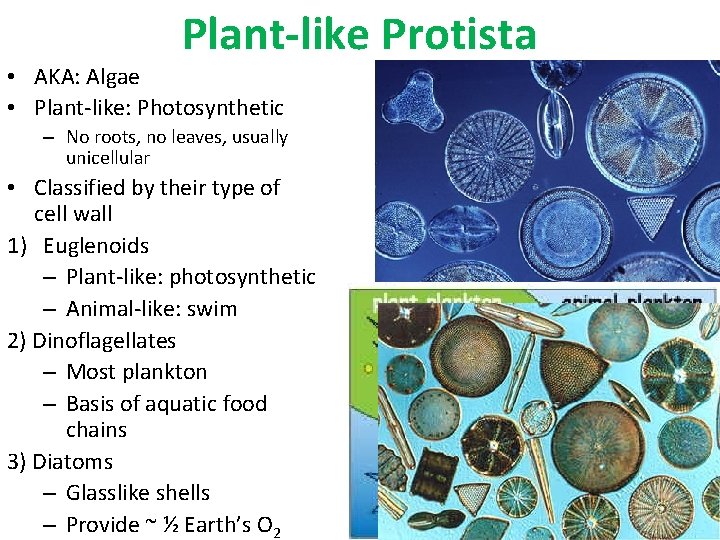 Plant-like Protista • AKA: Algae • Plant-like: Photosynthetic – No roots, no leaves, usually