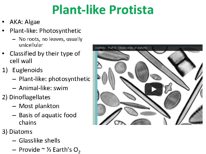 Plant-like Protista • AKA: Algae • Plant-like: Photosynthetic – No roots, no leaves, usually