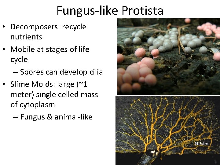 Fungus-like Protista • Decomposers: recycle nutrients • Mobile at stages of life cycle –