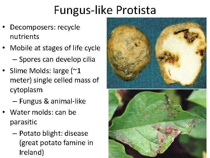 Fungus-like Protista • Decomposers: recycle nutrients • Mobile at stages of life cycle –