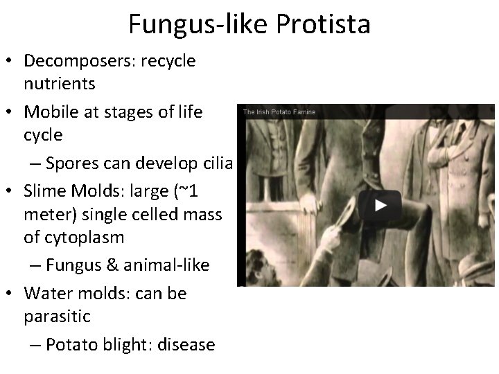 Fungus-like Protista • Decomposers: recycle nutrients • Mobile at stages of life cycle –