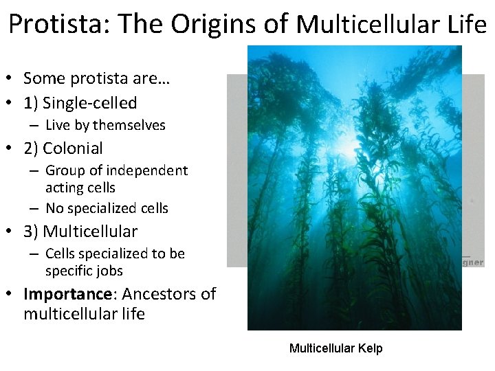 Protista: The Origins of Multicellular Life • Some protista are… • 1) Single-celled –