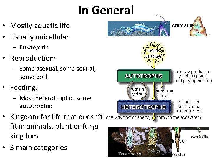 In General • Mostly aquatic life • Usually unicellular Animal-like – Eukaryotic • Reproduction: