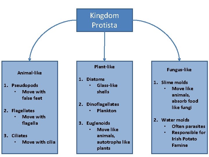 Kingdom Protista Animal-like 1. Pseudopods • Move with false feet 2. Flagellates • Move