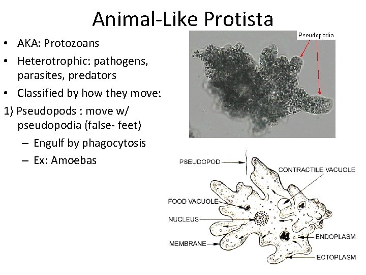 Animal-Like Protista • AKA: Protozoans • Heterotrophic: pathogens, parasites, predators • Classified by how