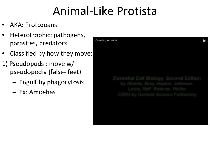 Animal-Like Protista • AKA: Protozoans • Heterotrophic: pathogens, parasites, predators • Classified by how