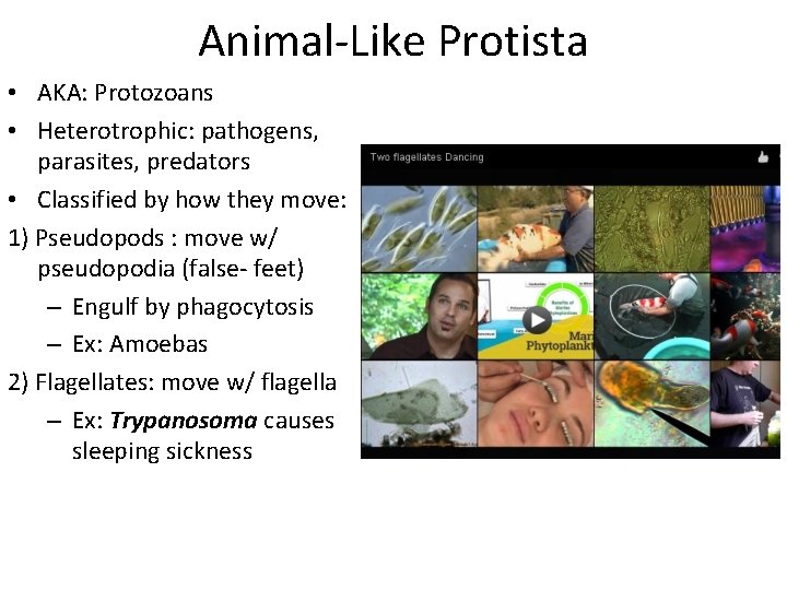 Animal-Like Protista • AKA: Protozoans • Heterotrophic: pathogens, parasites, predators • Classified by how