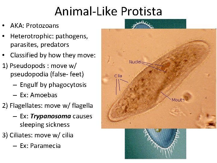 Animal-Like Protista • AKA: Protozoans • Heterotrophic: pathogens, parasites, predators • Classified by how