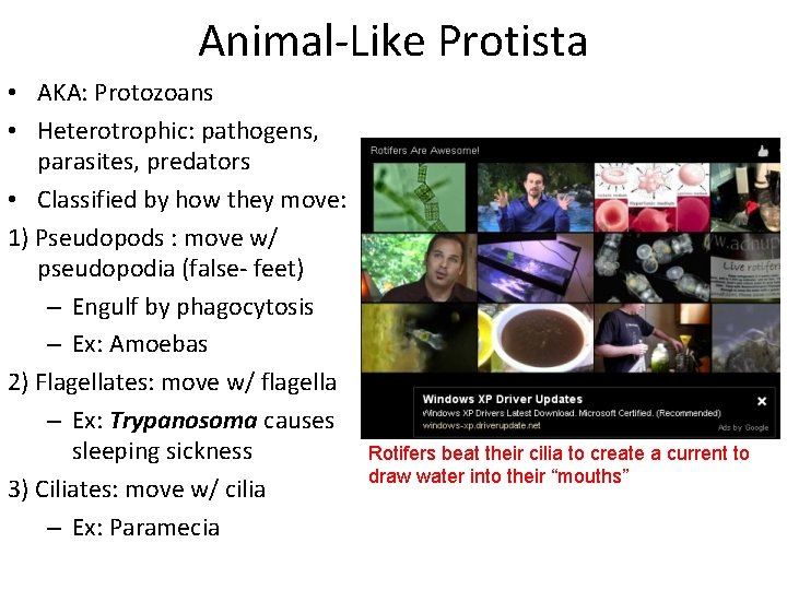Animal-Like Protista • AKA: Protozoans • Heterotrophic: pathogens, parasites, predators • Classified by how