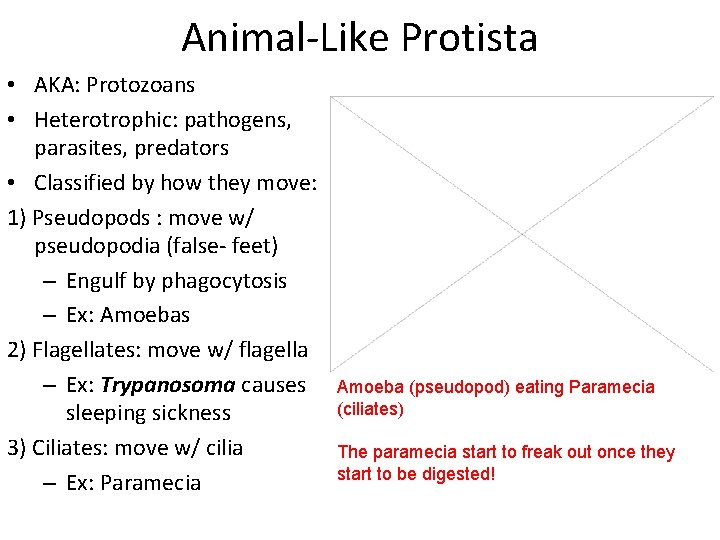 Animal-Like Protista • AKA: Protozoans • Heterotrophic: pathogens, parasites, predators • Classified by how