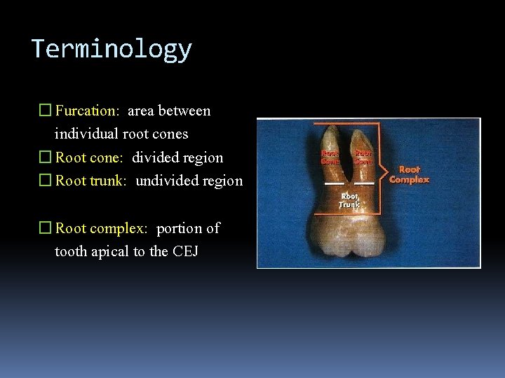 Terminology � Furcation: area between individual root cones � Root cone: divided region �