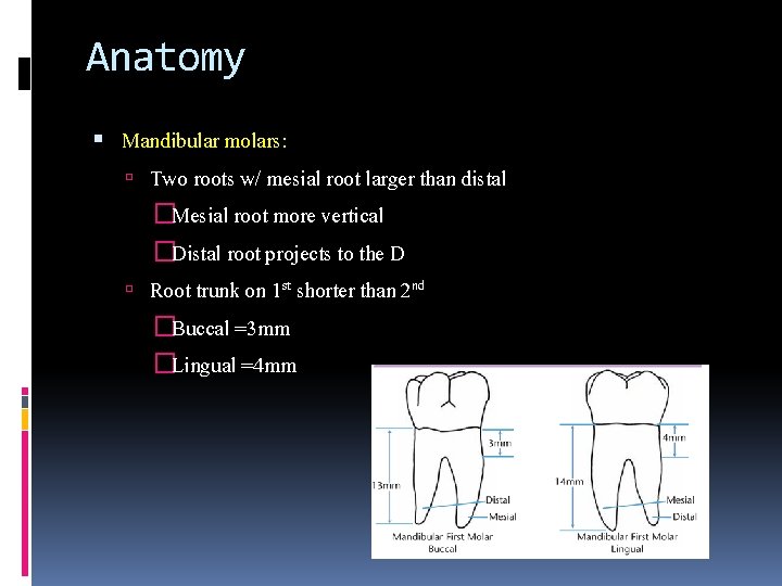 Anatomy Mandibular molars: Two roots w/ mesial root larger than distal �Mesial root more