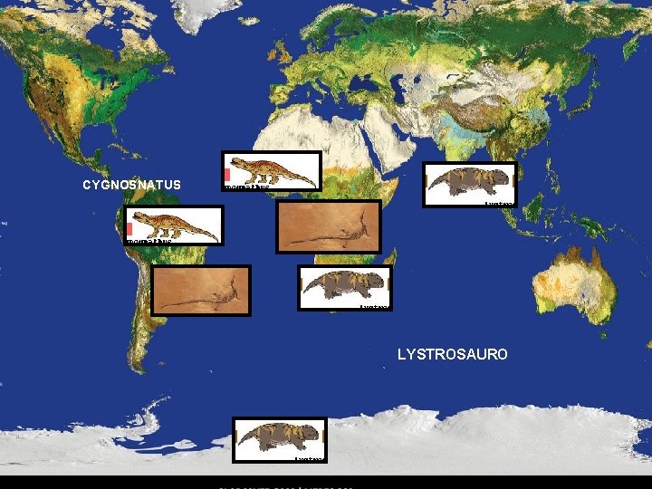 CYGNOSNATUS LYSTROSAURO 