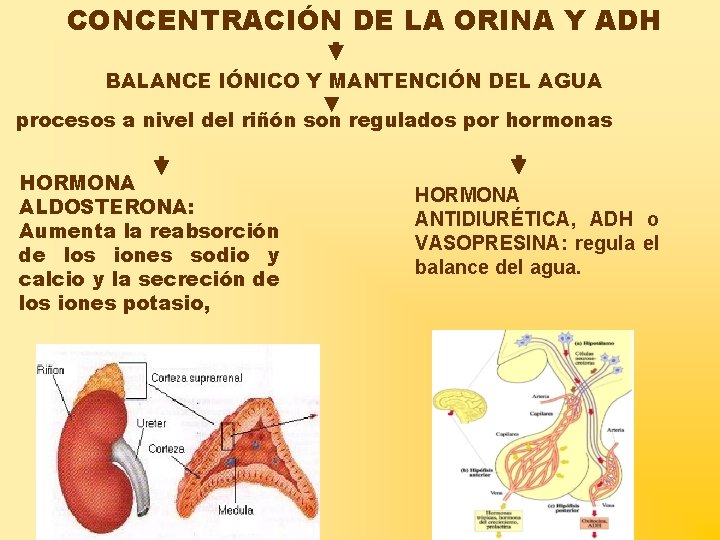 EXCRECIN EN EL ORGANISMO LA ELIMINACIN DE LOS
