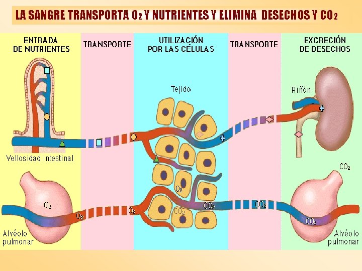 EXCRECIN EN EL ORGANISMO LA ELIMINACIN DE LOS
