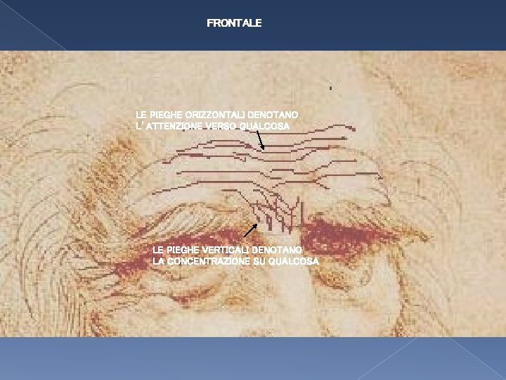 FRONTALE LE PIEGHE ORIZZONTALI DENOTANO L’ATTENZIONE VERSO QUALCOSA LE PIEGHE VERTICALI DENOTANO LA CONCENTRAZIONE FRONTALE LE PIEGHE ORIZZONTALI DENOTANO L’ATTENZIONE VERSO QUALCOSA LE PIEGHE VERTICALI DENOTANO LA CONCENTRAZIONE