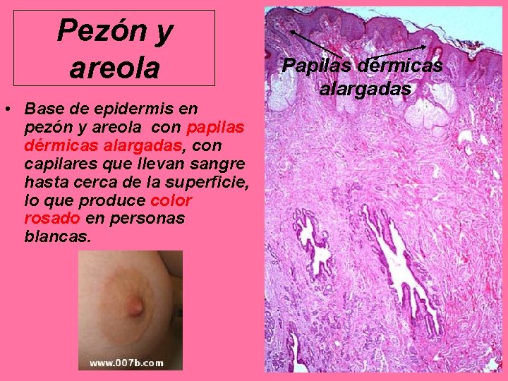 Pezón y areola • Base de epidermis en pezón y areola con papilas dérmicas