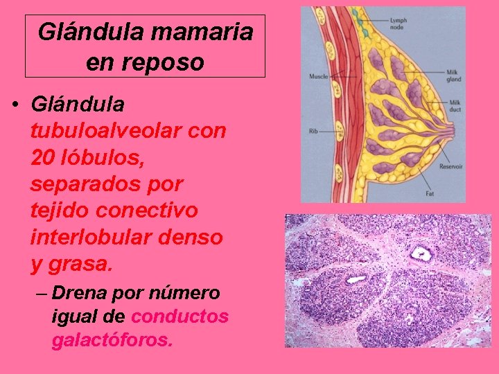 Glándula mamaria en reposo • Glándula tubuloalveolar con 20 lóbulos, separados por tejido conectivo