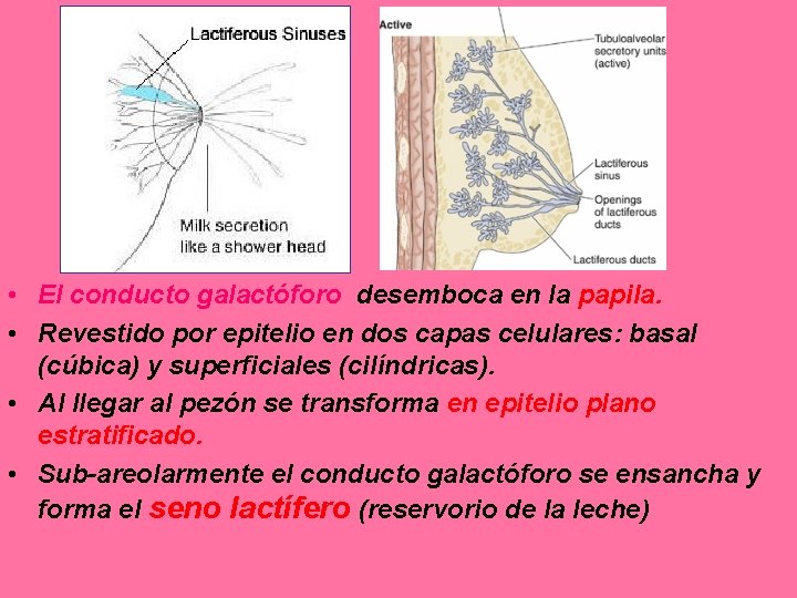  • El conducto galactóforo desemboca en la papila. • Revestido por epitelio en