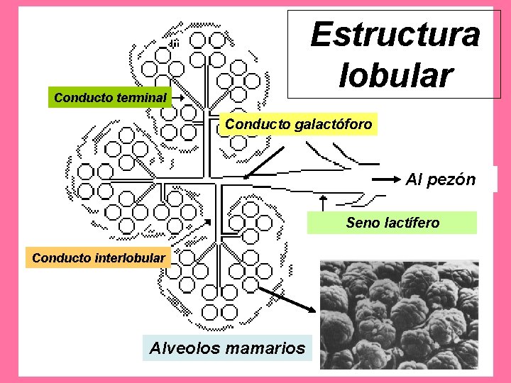 Estructura lobular Conducto terminal Conducto galactóforo Al pezón Seno lactífero Conducto interlobular Alveolos mamarios